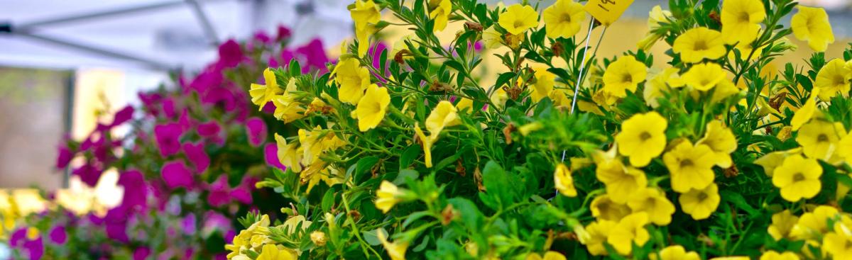 Buy Local Plants this Spring with our 2020 Plant Guide