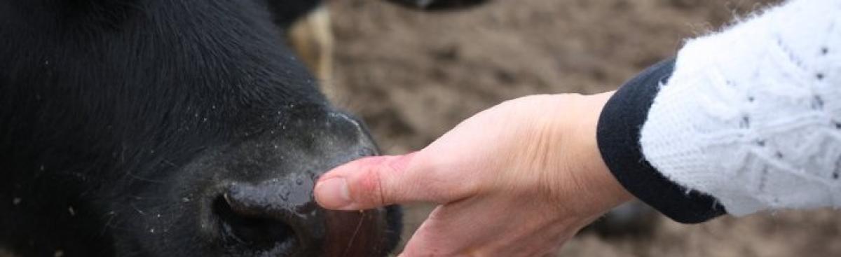 Cows on the Concourse
