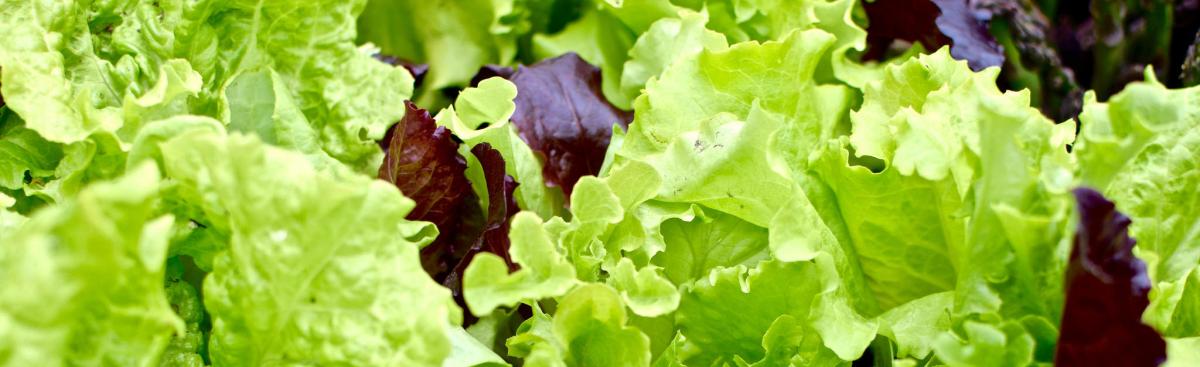 Attention all FoodShare participants: Double Dollars kicks off July 1st!
