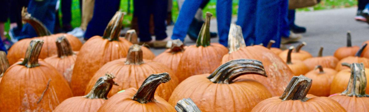 Pick your Pumpkin