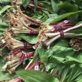 Grilled Fingerlings with bacon, ramps, and Dijon vinaigrette - Wisconsin Whisk Recipe of the Week
