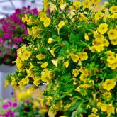 Nourish Yourself with Gardening