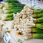 The Humble Green Onion