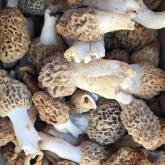 Recipe of the Week - Morels on Toast