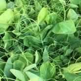 Recipe of the Week - Stir-fried Pea Shoots