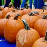 Pick your Pumpkin