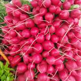 What to Expect at the Market in the Spring
