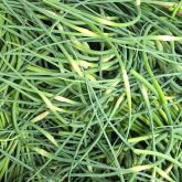 Recipe of the Week - Garlic Scape & Chive Hummus