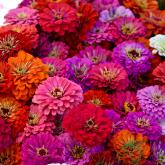 Celebrate National Farmers' Market Week 2019!