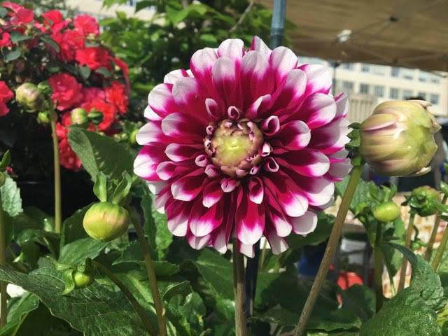 dahlia_plant_ortega_outdoor.jpg#asset:3101