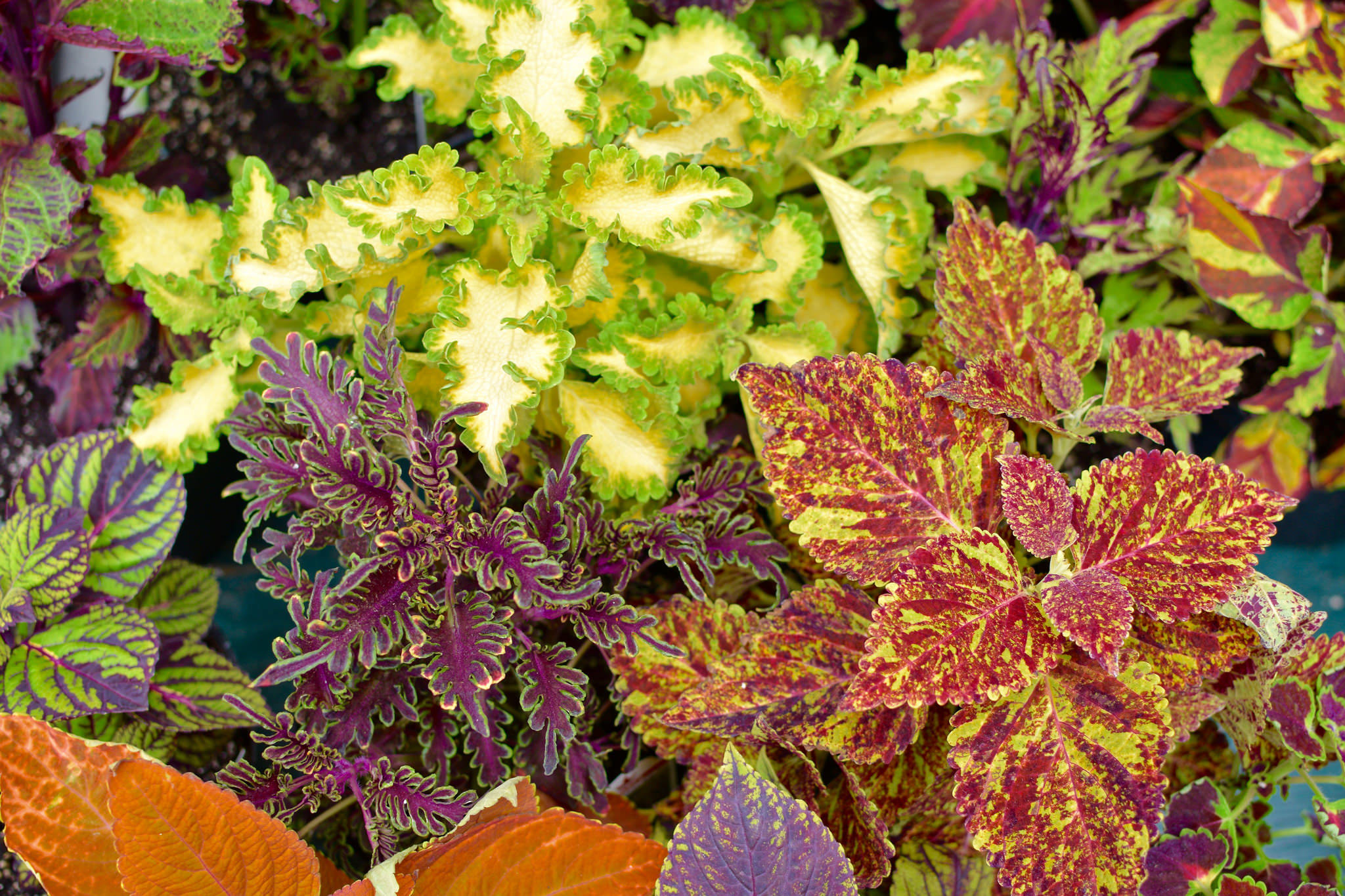 plants_outdoor-9.jpg#asset:3100