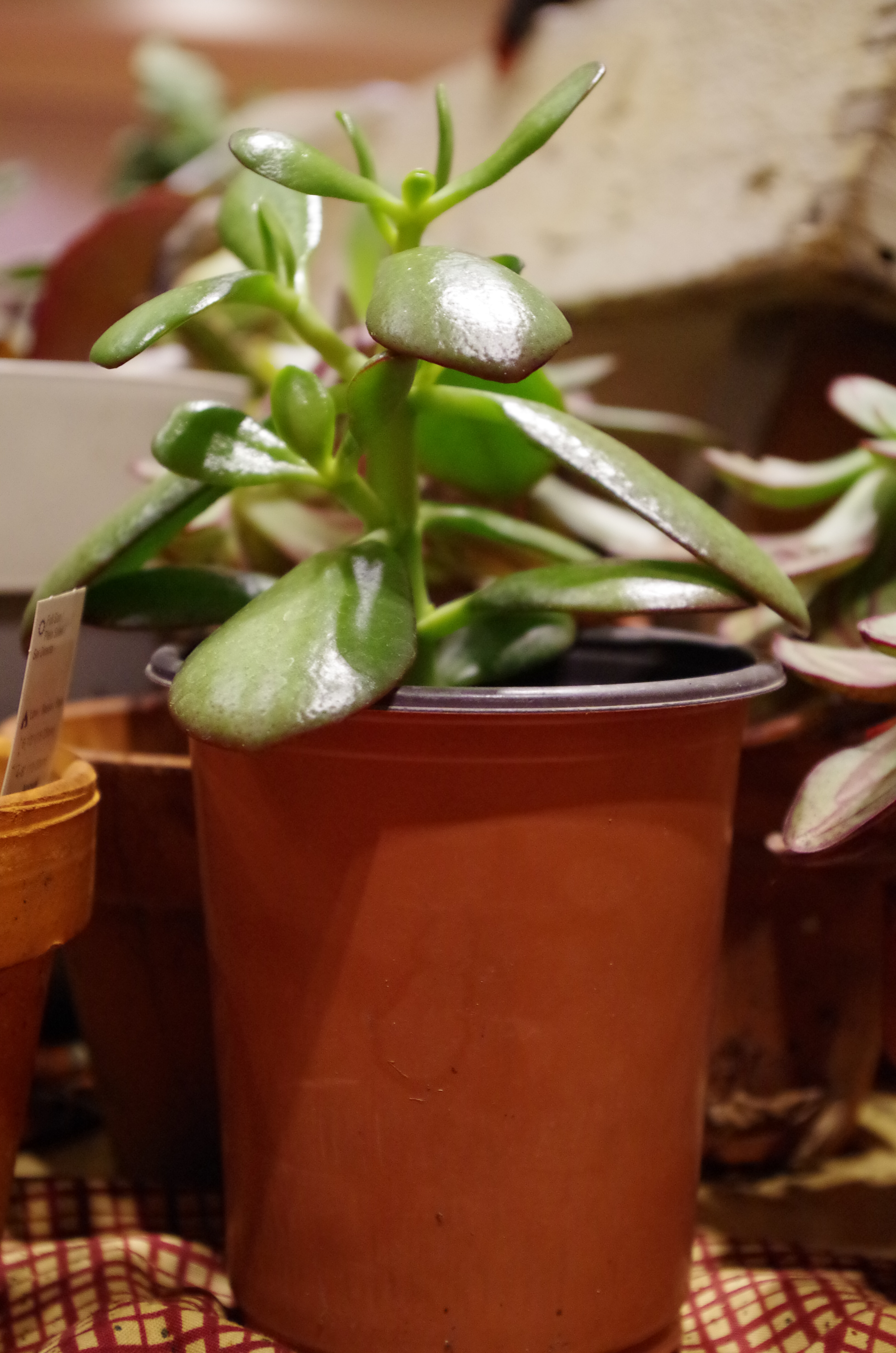 succulent_houseplant_indoor-3.jpg#asset:2675