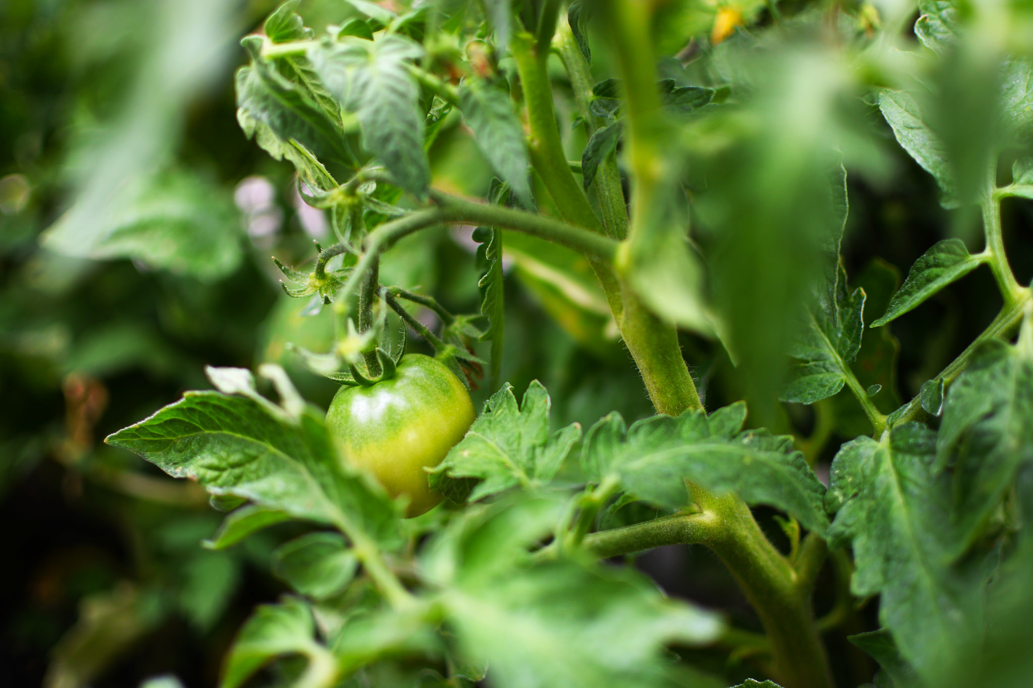 tomato_plant_outdoor.jpg#asset:3103